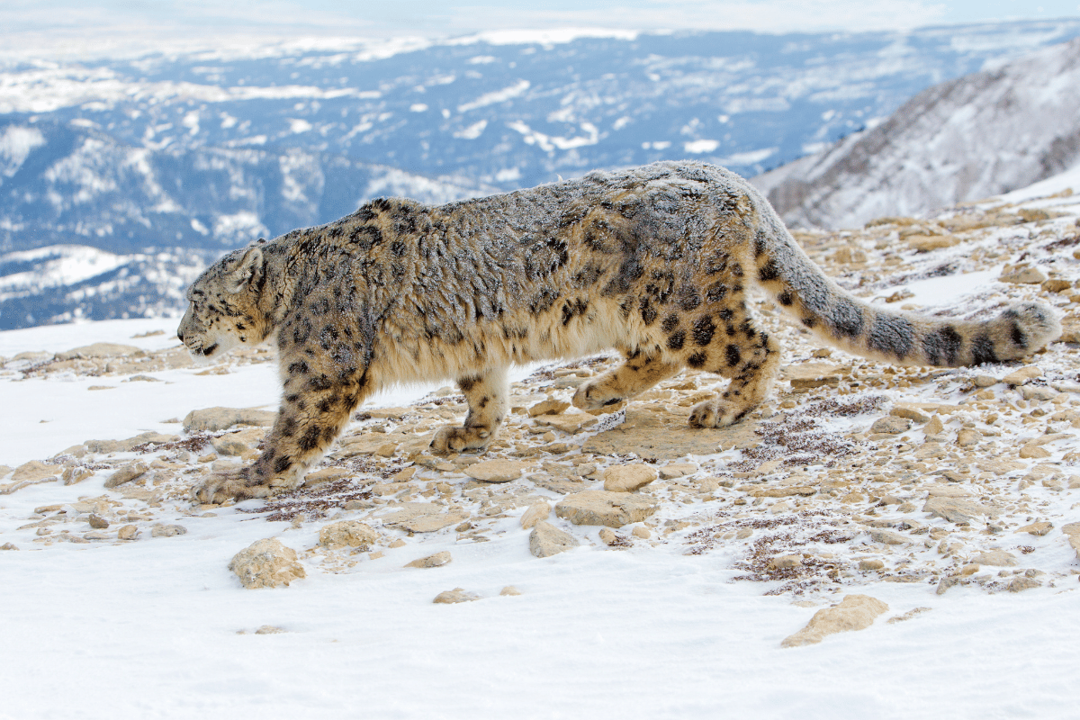 Snow Leopard Features