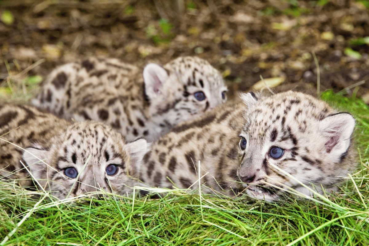 Snow Leopard Lifecycle Image