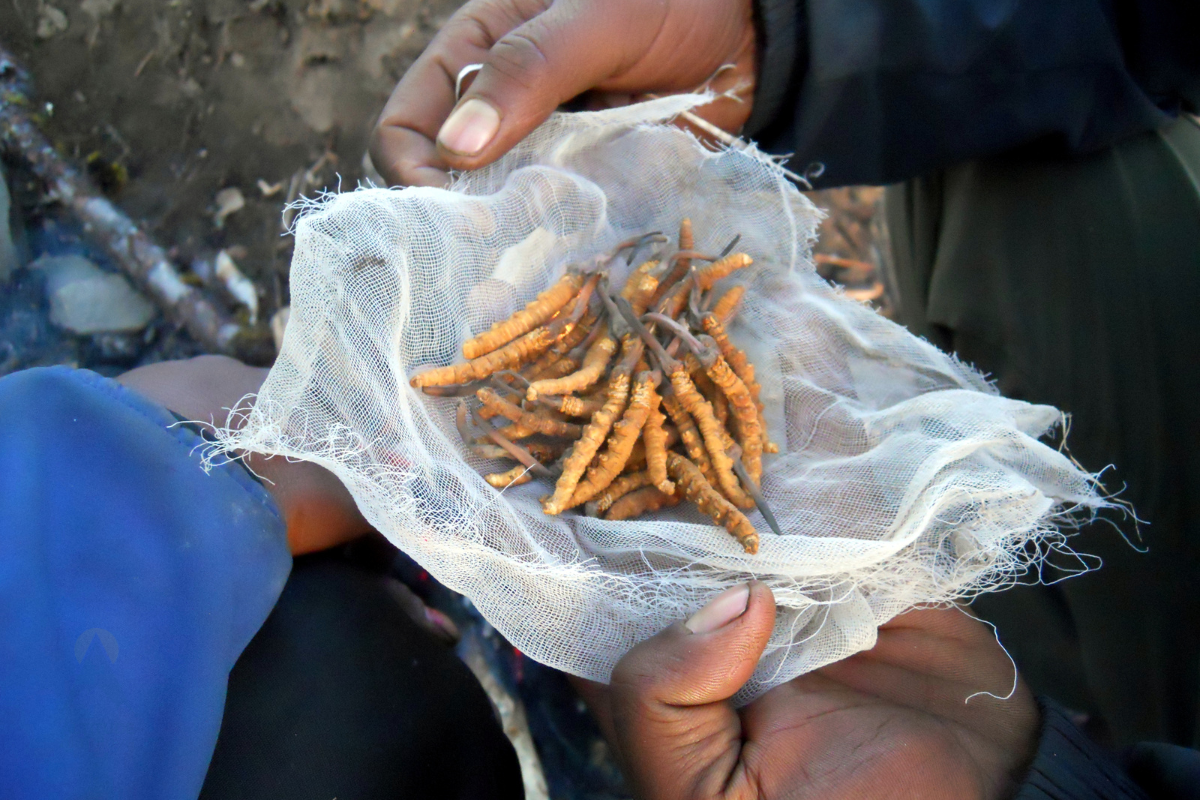 Health Benefit of Yarsagumba