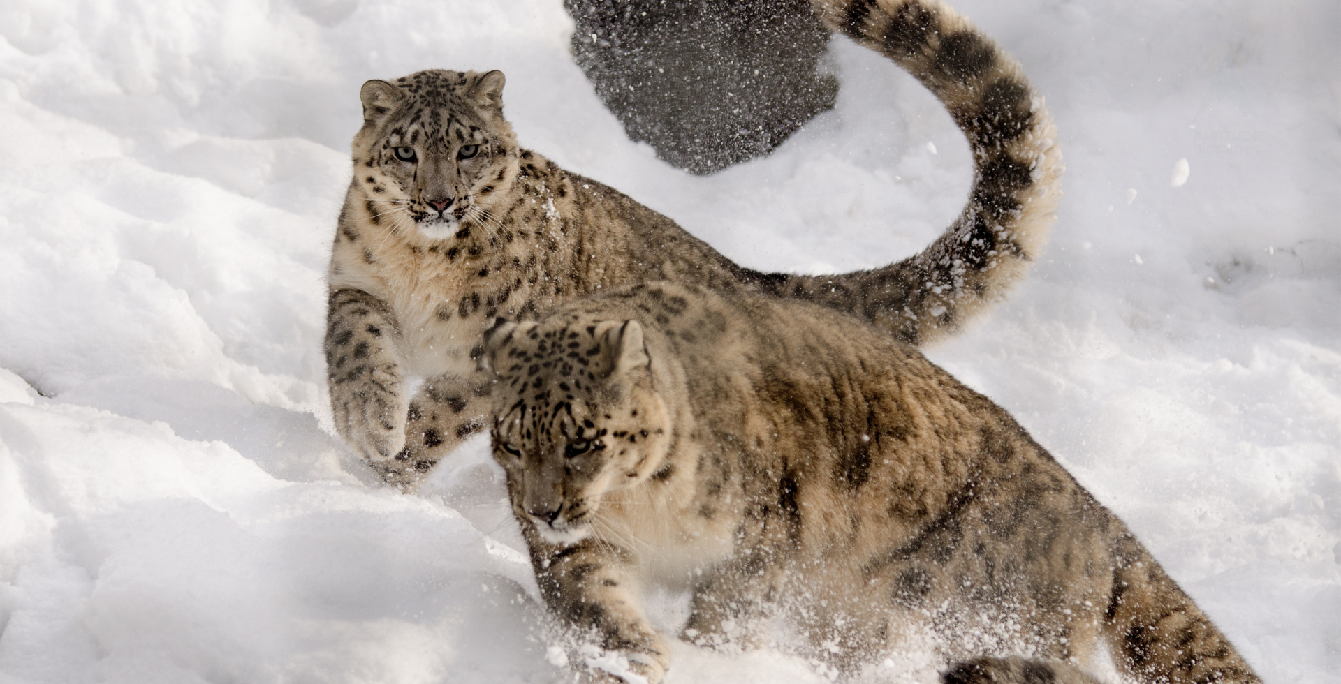 Snow Leopard Tracking Trek