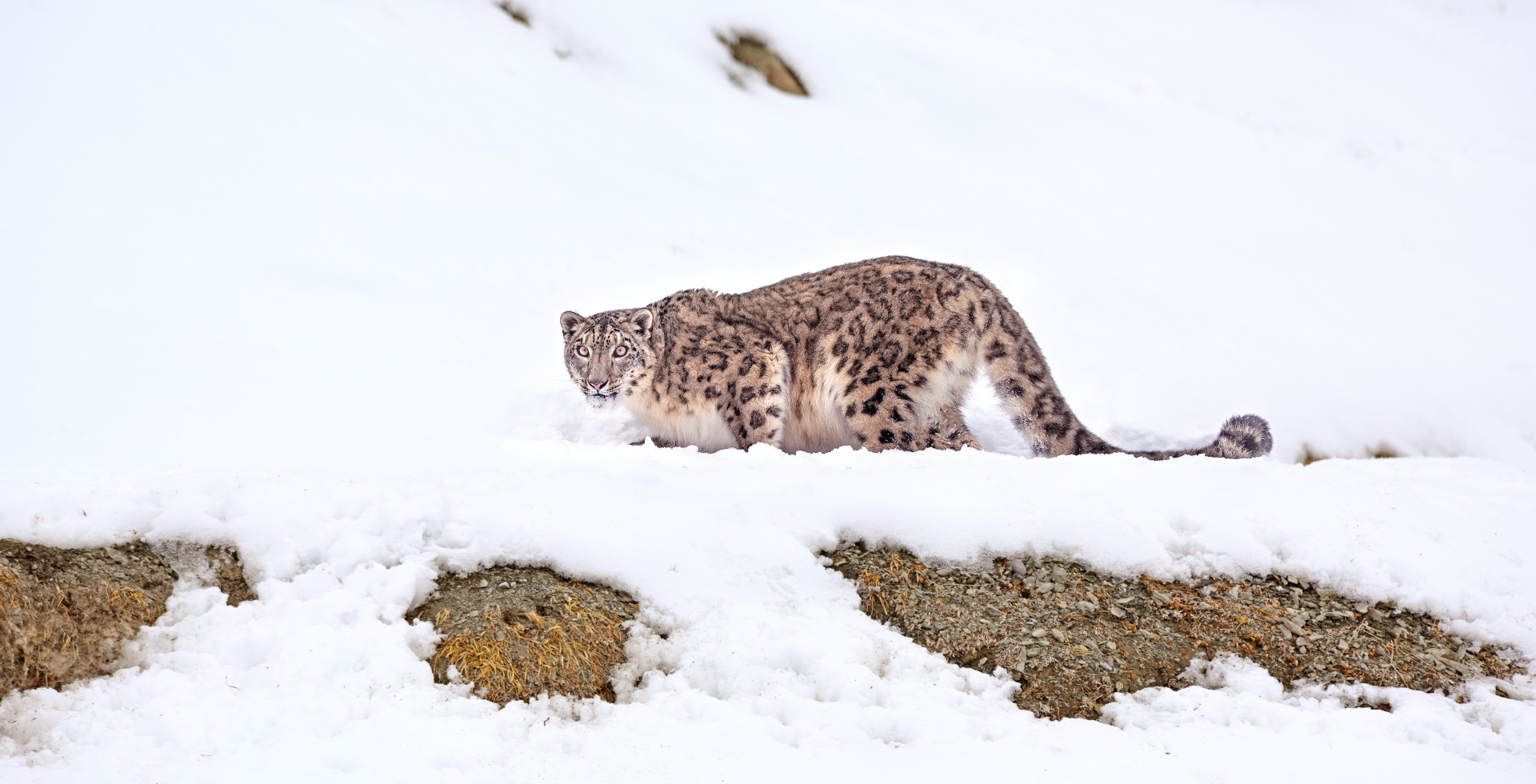 Snow Leopard in Dolpo : The God's Pet